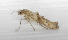 Epermenia albapunctella