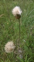 Cirsium texanum