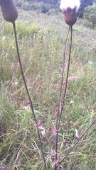 Cirsium texanum