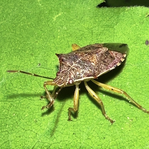 Spined soldier bug
