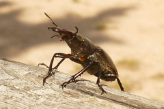 Lucanus tetraodon