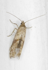 Epermenia albapunctella
