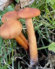 Lactarius subserifluus
