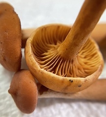 Lactarius subserifluus