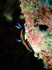 Roboastra gracilis
