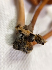 Lactarius subserifluus