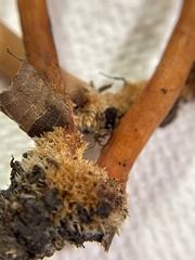 Lactarius subserifluus