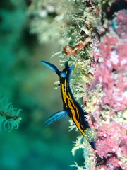 Roboastra gracilis