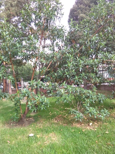 Image of Escallonia pendula by (c) GERMAN LEONEL SARMIENTO CRUZ, some rights reserved (CC BY)