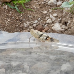 Trimerotropis pistrinaria