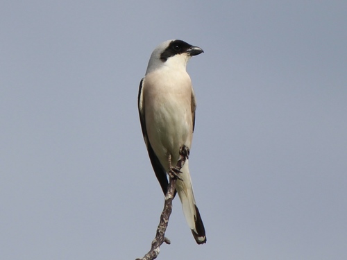 Lanius minor