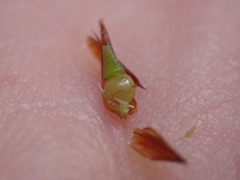 Rhynchospora hieronymi