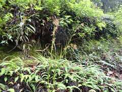 Rhynchospora hieronymi