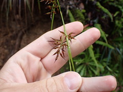 Rhynchospora hieronymi