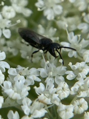 Hylaeus mesillae cressoni