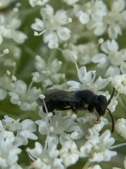 Hylaeus mesillae cressoni