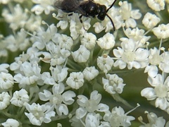 Hylaeus mesillae cressoni