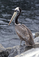 Pelecanus thagus