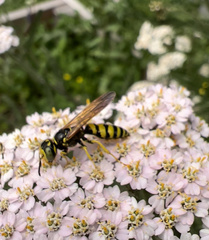 Philanthus ventilabris