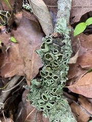 Punctelia hypoleucites