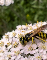 Philanthus ventilabris
