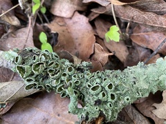 Punctelia hypoleucites