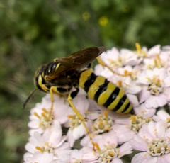 Philanthus ventilabris
