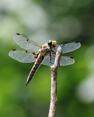 Libellula quadrimaculata