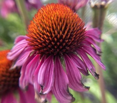 Echinacea
