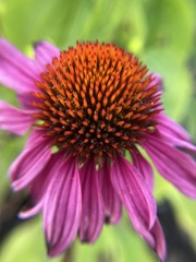 Echinacea