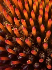 Echinacea