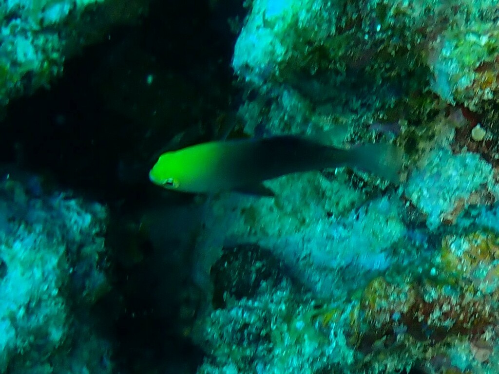 Talbot's Damsel
