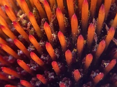 Echinacea