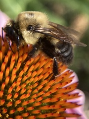 Bombus griseocollis