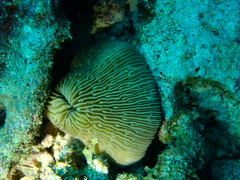 Pleuractis granulosa
