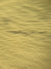 Triakis semifasciata