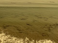 Triakis semifasciata