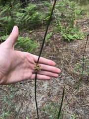 Juncus breweri