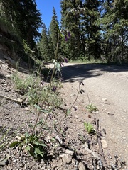 Penstemon whippleanus