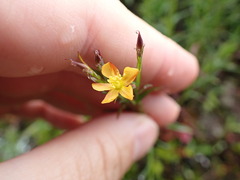 Hypericum thesiifolium