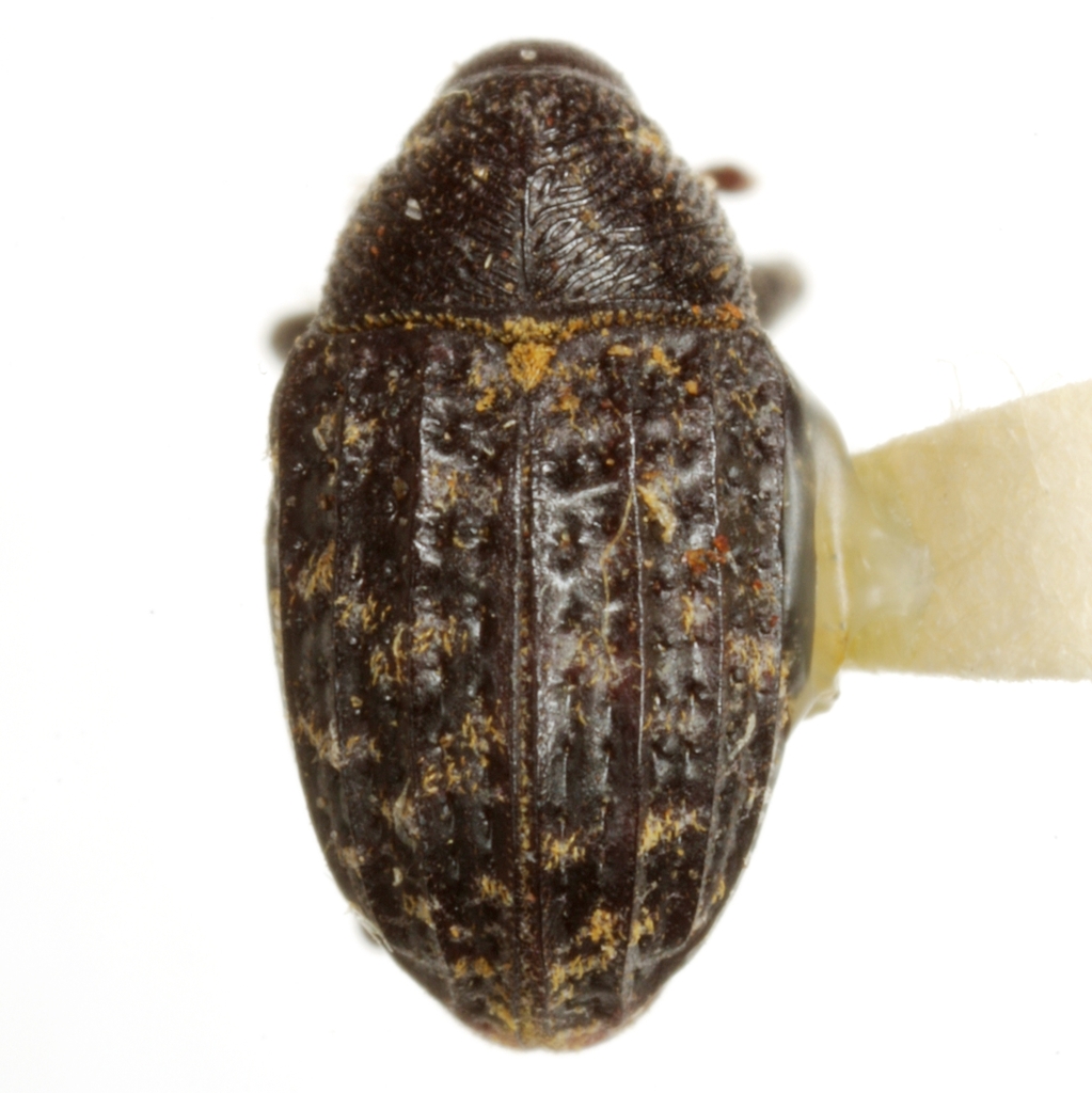 Rhyssomatus palmacollis