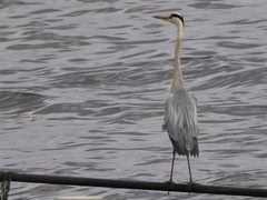 Ardea cinerea