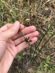 Juncus breweri