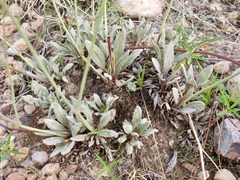 Eriogonum havardii