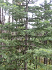 Picea glauca × engelmannii
