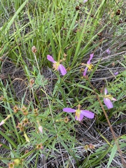 Rhexia cubensis