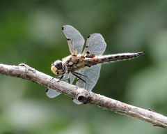 Libellula quadrimaculata