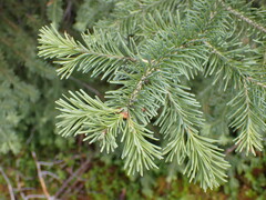 Picea glauca × engelmannii