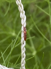 Osoriinae