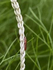 Osoriinae